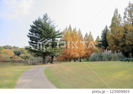秋の公園　黄葉　メタセコイアの木 125009803