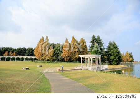 秋の公園　黄葉　メタセコイアの木 125009805