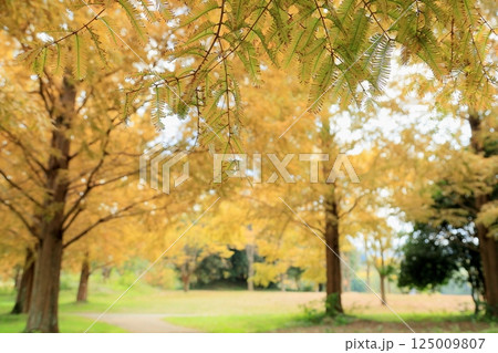 秋の公園　黄葉　メタセコイアの葉 125009807