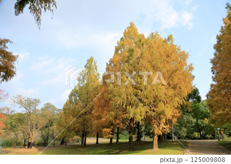 秋の公園 黄葉 メタセコイアの木 秋の公園 黄葉 メタセコイアの木 125009808