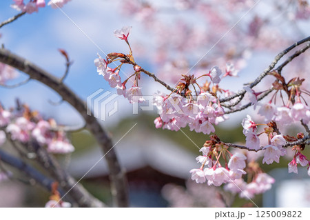 【第八番札所】熊谷寺の桜【四国八十八箇所】 【第八番札所】熊谷寺の桜【四国八十八箇所】 125009822