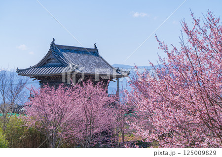 【第八番札所】熊谷寺 山門と桜【四国八十八箇所】 【第八番札所】熊谷寺 山門と桜【四国八十八箇所】 125009829