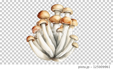 姬菇水彩插畫素材（JPEG/PNG） 125009961