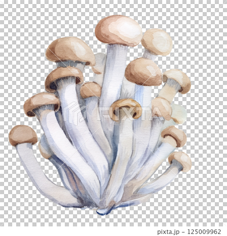 しめじ、キノコの水彩イラスト素材（JPEG/PNG） 125009962