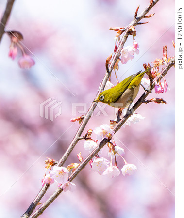 桜の枝に止まるメジロ 125010015