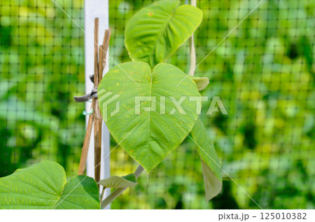 Baby Wood Rose, Baby Hawaiian Woodrose or Elephant Climber or Elephant Vine or Elephant Creeper Baby Wood Rose, Baby Hawaiian Woodrose or Elephant Climber or Elephant Vine or Elephant Creeper 125010382