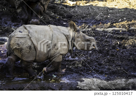 インドサイの子ども 125010417