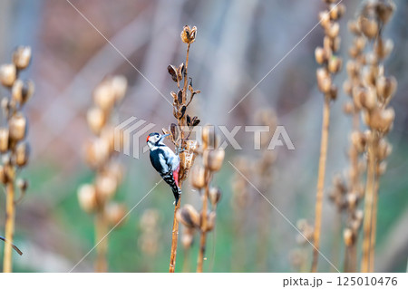 オオウバユリの実にとまって餌を探しているアカゲラ 125010476