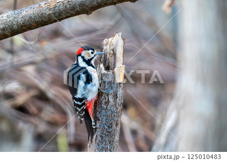 木の枝にとまって餌を探しているアカゲラ 木の枝にとまって餌を探しているアカゲラ 125010483