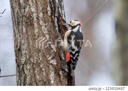 木の幹にとまって餌を探しているアカゲラ 125010487