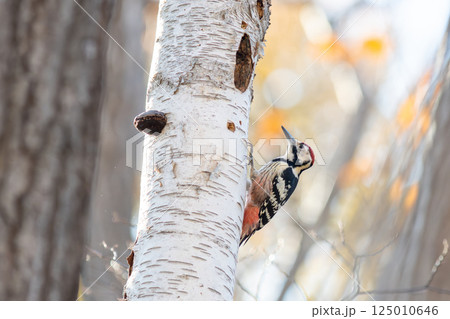 木の幹にとまって餌を探しているオオアカゲラ 125010646