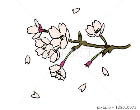 桜 桜 125010673