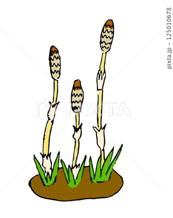 つくし つくし 125010678