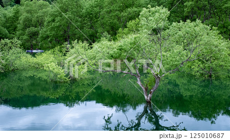 白川湖の水没林 125010687