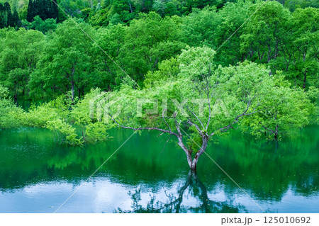 白川湖の水没林 125010692
