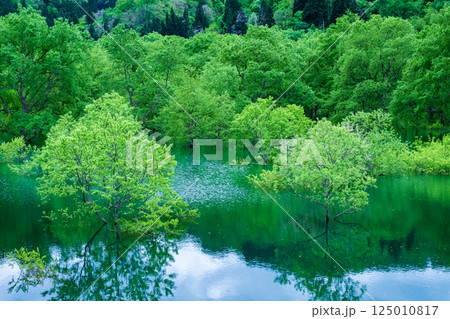白川湖の水没林 125010817