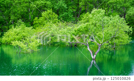 白川湖の水没林 白川湖の水没林 125010826