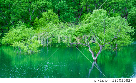 白川湖の水没林 白川湖の水没林 125010827