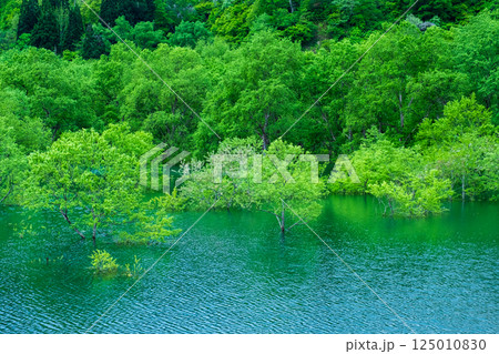 白川湖の水没林 125010830