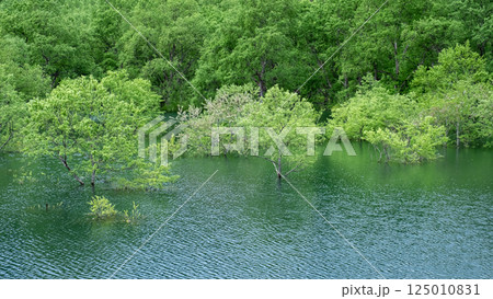 白川湖の水没林 白川湖の水没林 125010831