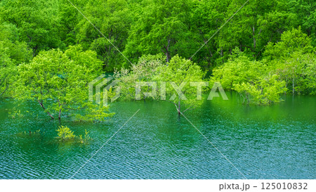 白川湖の水没林 125010832