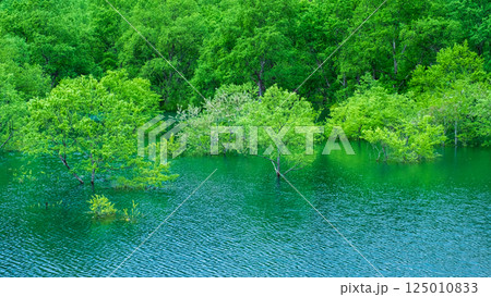 白川湖の水没林 白川湖の水没林 125010833