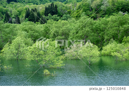 白川湖の水没林 125010848