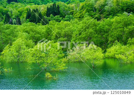 白川湖の水没林 125010849
