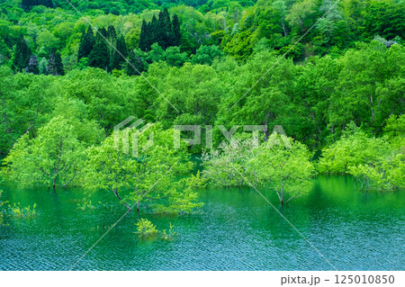 白川湖の水没林 125010850