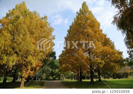 秋の公園 黄葉 メタセコイアの葉 秋の公園 黄葉 メタセコイアの葉 125010856