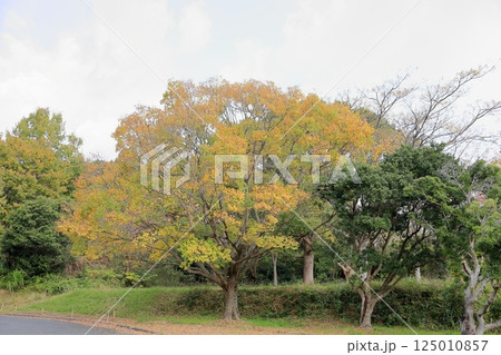 秋の公園 黄葉 エノキの木 秋の公園 黄葉 エノキの木 125010857