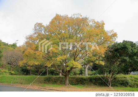 秋の公園　黄葉　エノキの木 125010858