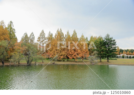 秋の公園 黄葉 メタセコイアの木 秋の公園 黄葉 メタセコイアの木 125010860
