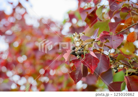 ナンキンハゼの実 ナンキンハゼの実 125010862