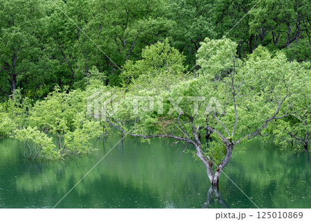 白川湖の水没林 125010869