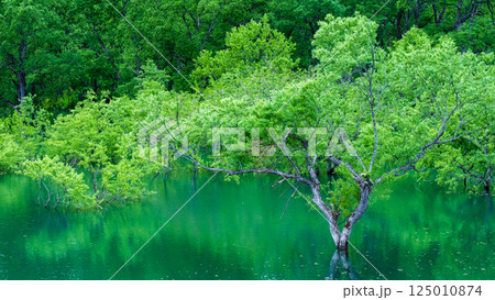 白川湖の水没林 白川湖の水没林 125010874