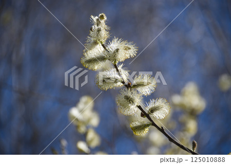 A beautifully lit willow branch displaying its soft, delicate catkins against a blue backdrop. A beautifully lit willow branch displaying its soft, delicate catkins against a blue backdrop. 125010888