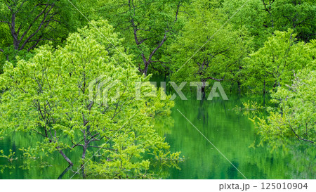 白川湖の水没林 125010904
