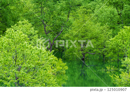 白川湖の水没林 白川湖の水没林 125010907