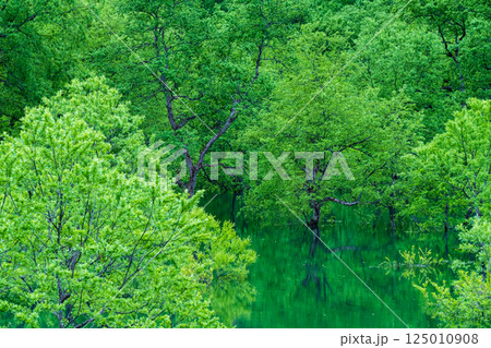 白川湖の水没林 125010908