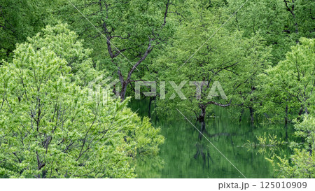 白川湖の水没林 125010909