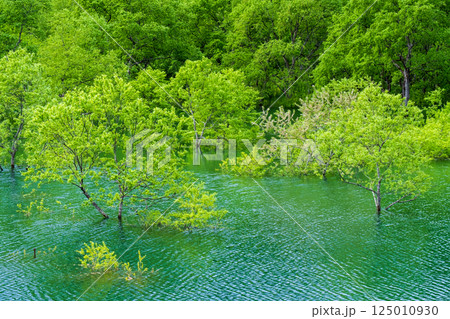 白川湖の水没林 白川湖の水没林 125010930