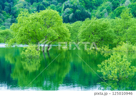 白川湖の水没林 125010946