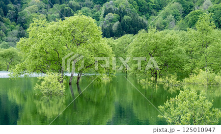 白川湖の水没林 125010947