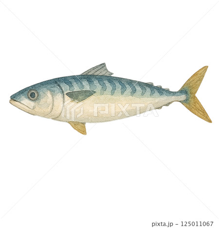 サバ（鯖）の水彩風イラスト｜全身・横向き 125011067