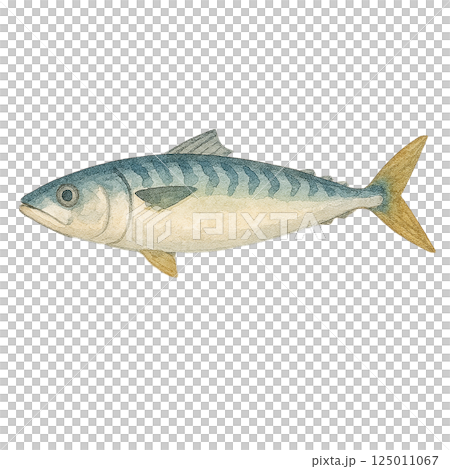 サバ（鯖）の水彩風イラスト｜全身・横向き 125011067