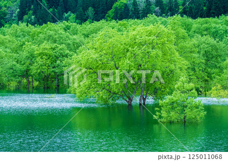 白川湖の水没林 白川湖の水没林 125011068