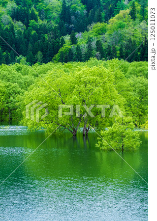 白川湖の水没林 白川湖の水没林 125011073