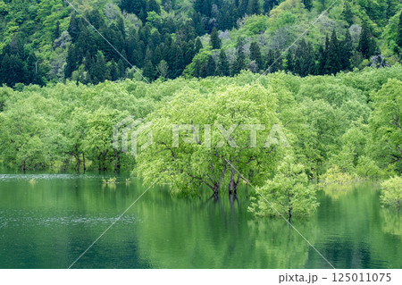 白川湖の水没林 125011075