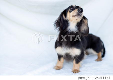 カニンヘンダックスフンド 成犬 カニンヘンダックスフンド 成犬 125011171